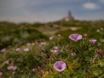 Corse